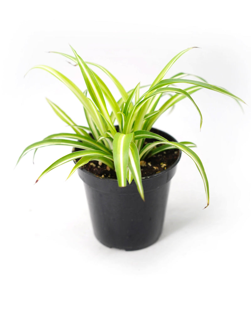 Spider Plant