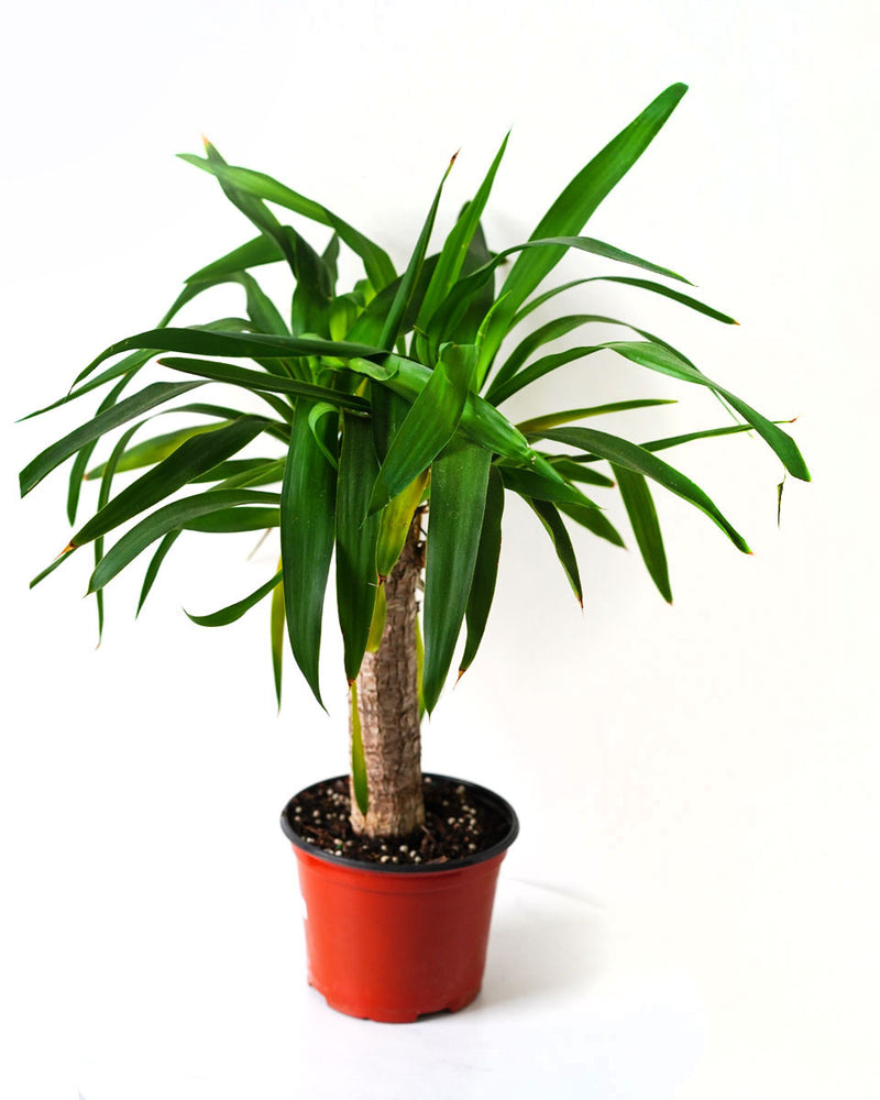 Spineless Yucca
