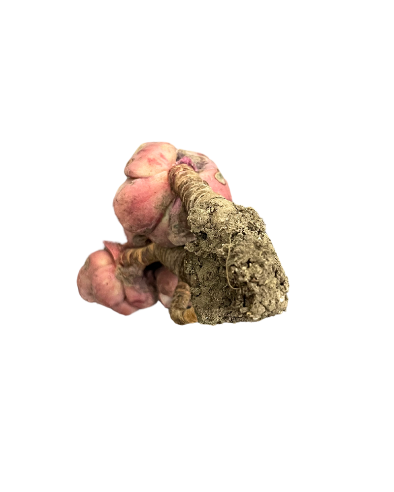 
                
                    Load image into Gallery viewer, Echeveria Suyeon
                
            