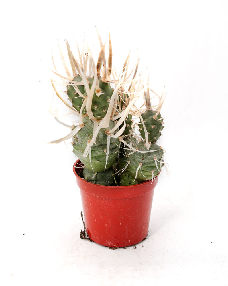 Tephrocactus