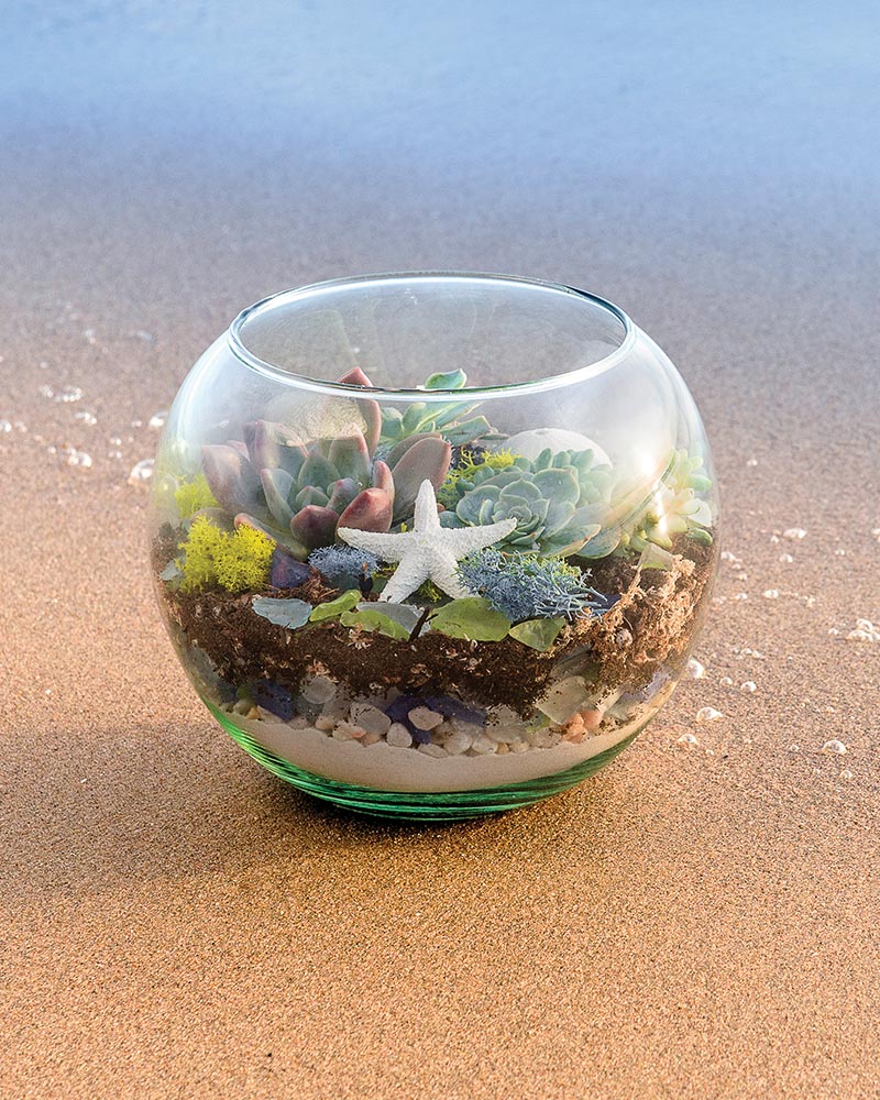 Beach Terrarium Kit 4oz.