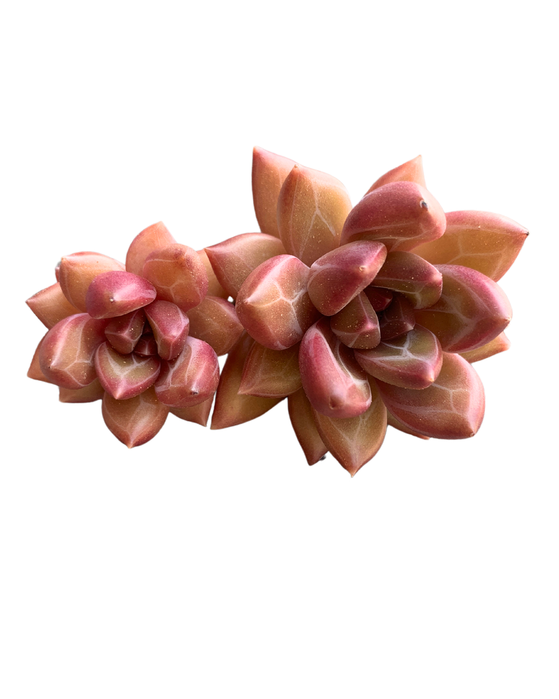 Echeveria Tivoli (cluster)