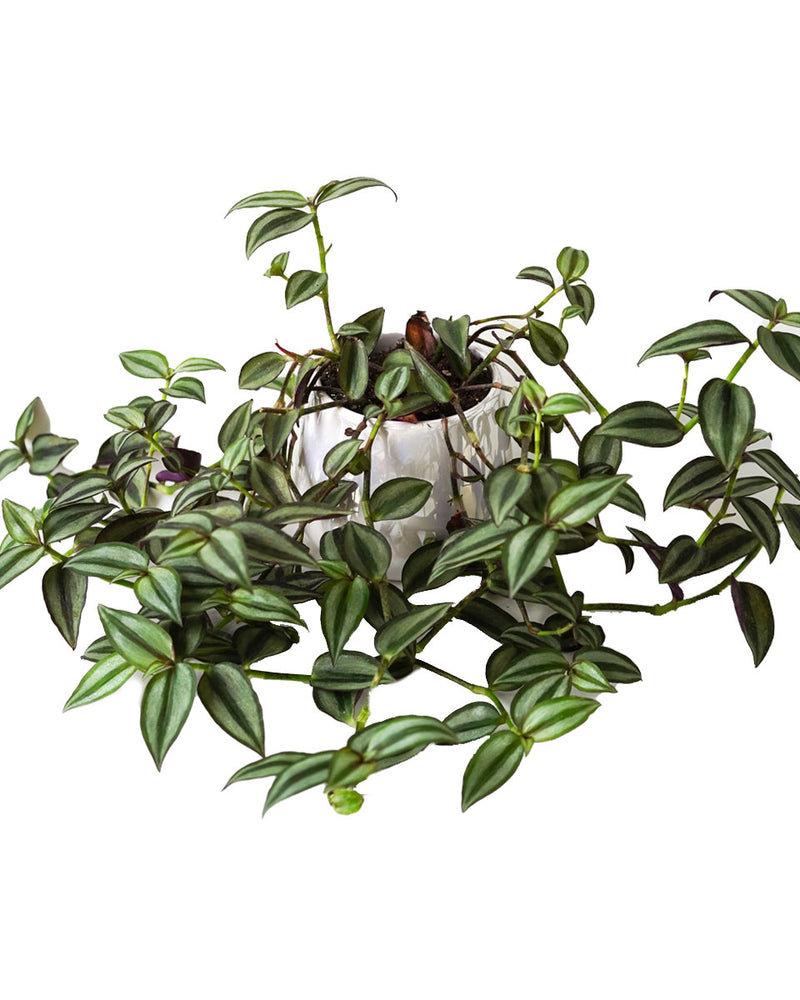 Tradescantia Zebrina
