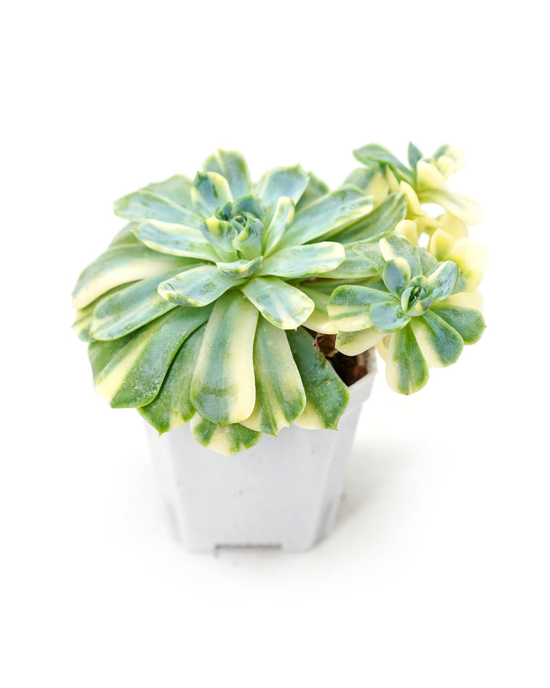 
                
                    Load image into Gallery viewer, Echeveria Elegans &amp;#39;TwinBerry&amp;#39; Var.
                
            