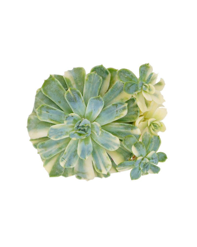 
                
                    Load image into Gallery viewer, Echeveria Elegans &amp;#39;TwinBerry&amp;#39; Var.
                
            