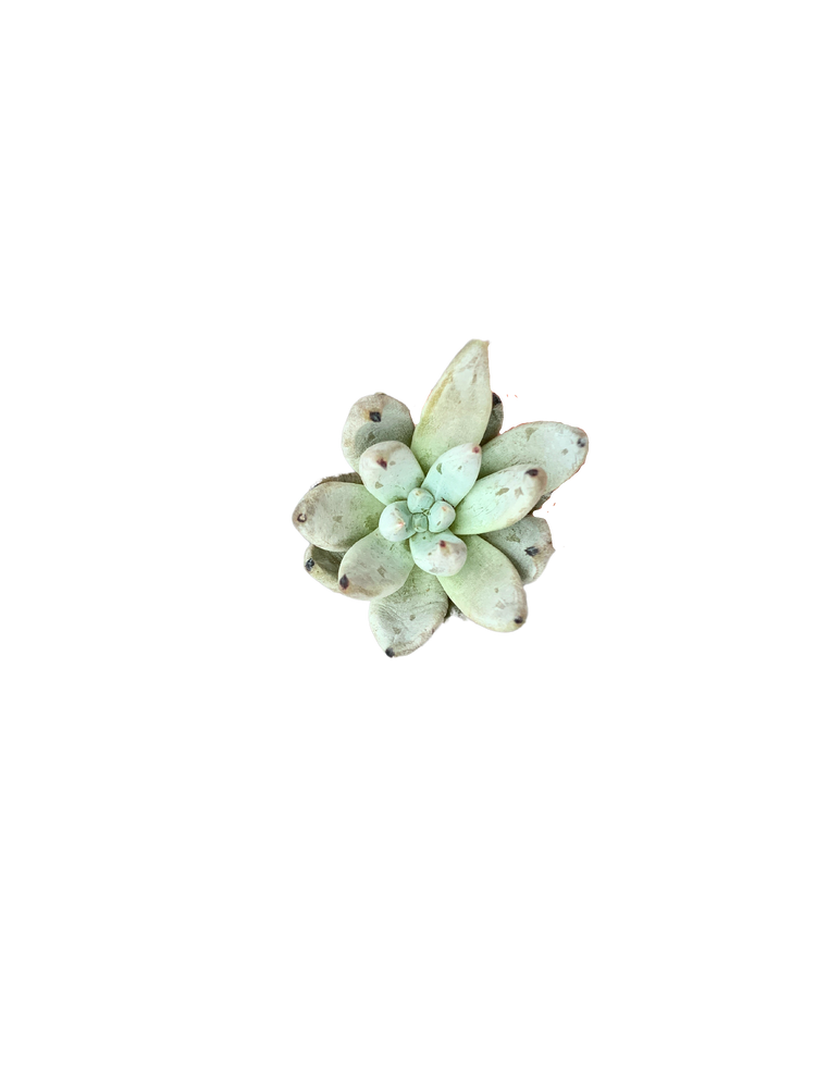 Echeveria Unguiculata