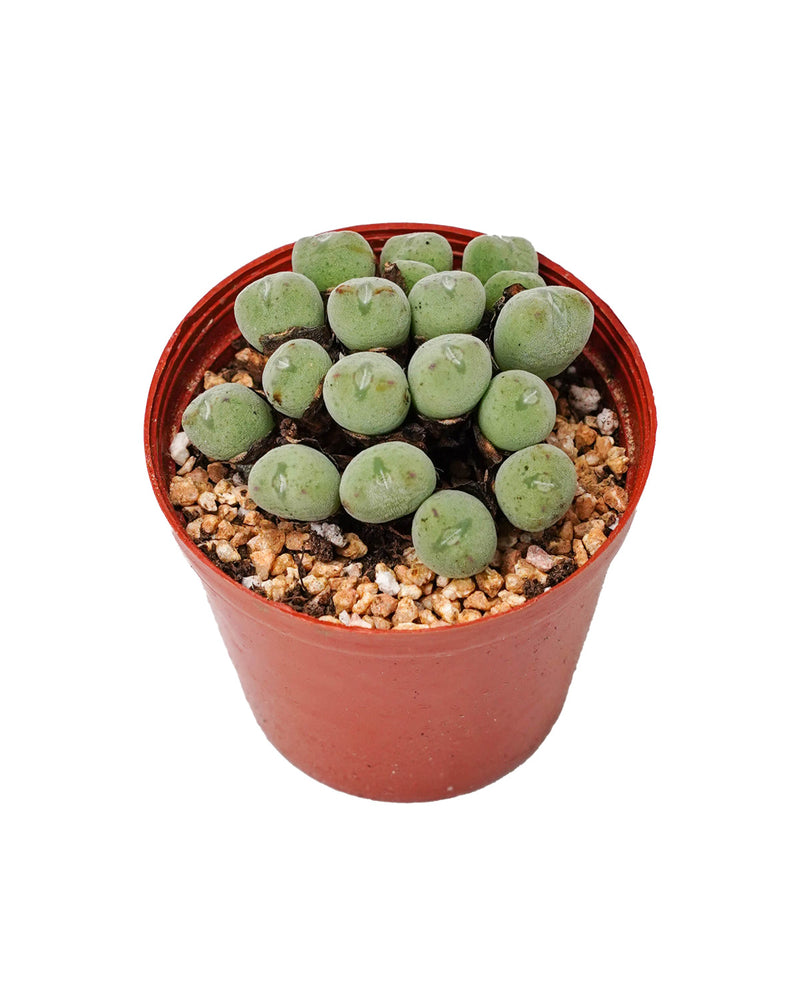 Conophytum