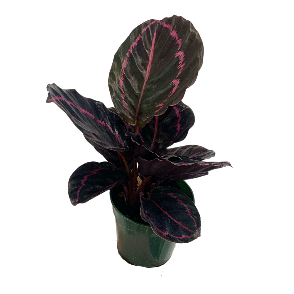 Calathea roseopicta ‘Rosy’