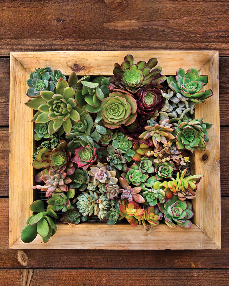 Sphagnum Moss Living Frame 6 x 6 in.
