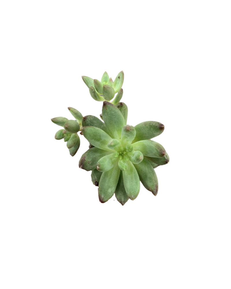 Pachyphytum YU