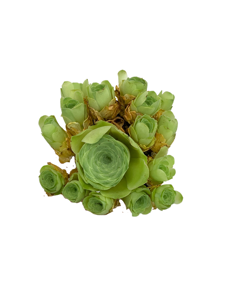 Greenovia YunShang