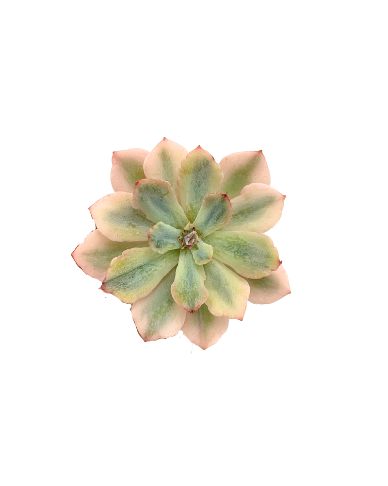 Echeveria Zahnii cv. Hoveyi Var.