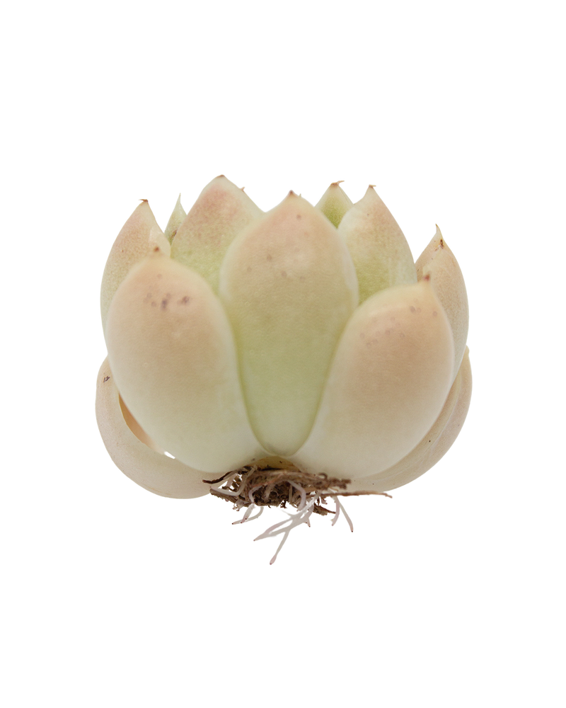 Echeveria Malgan