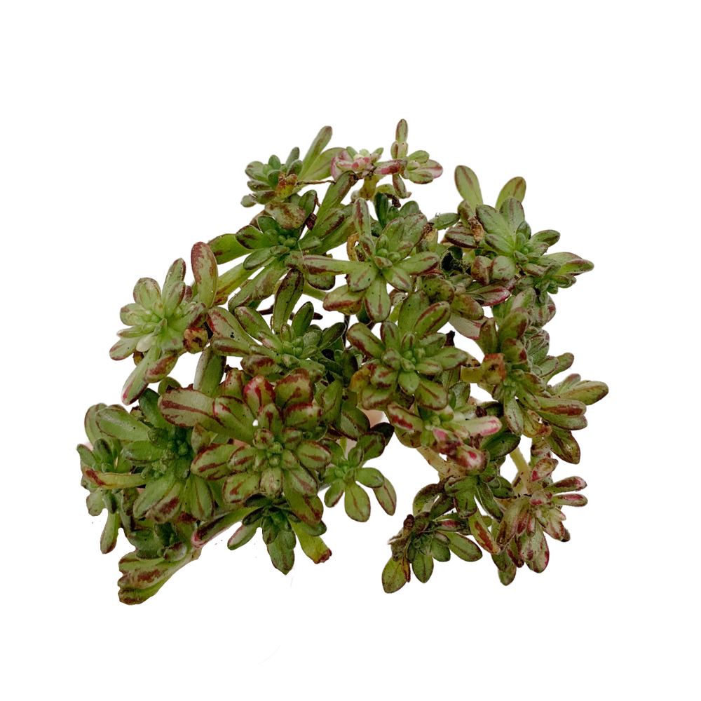 Aeonium X Loartei Tavormin Var.