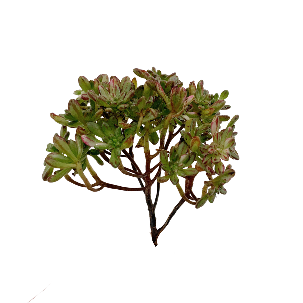 Aeonium X Loartei Tavormin Var.