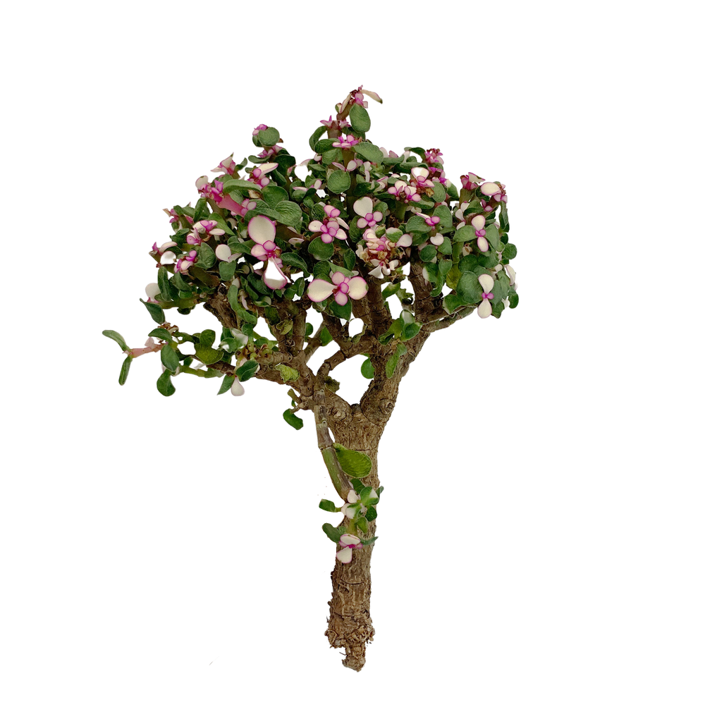 
                
                    Load image into Gallery viewer, Portulacaria Afra
                
            