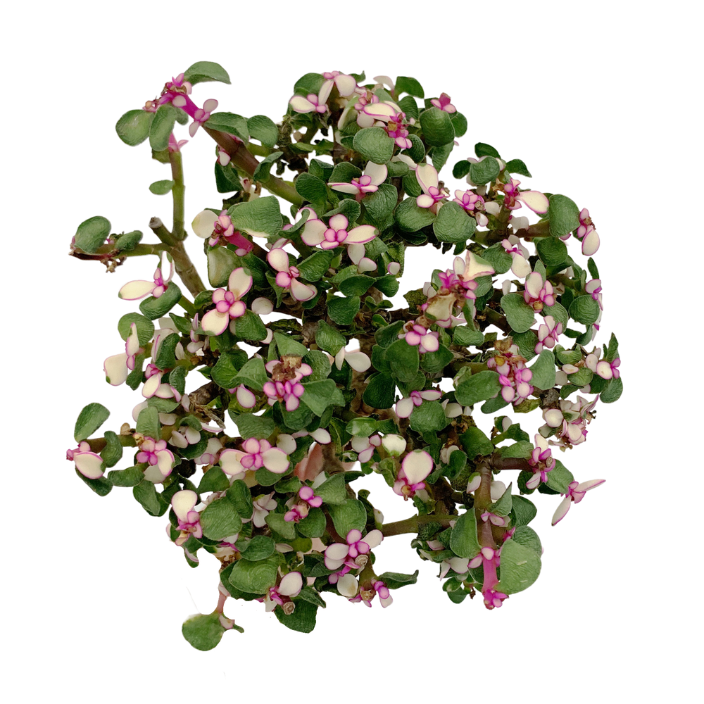 Portulacaria Afra