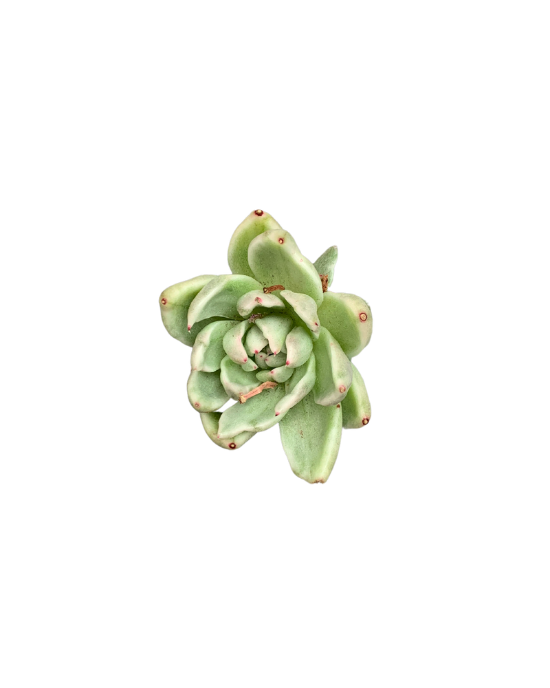 Echeveria Agavoides Lem. Var.