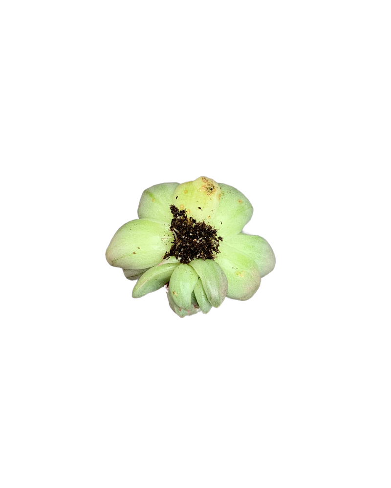 Echeveria Agavoides Lem. Var.