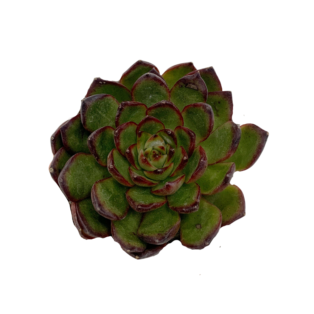 Echeveria Agavoides Lipstick