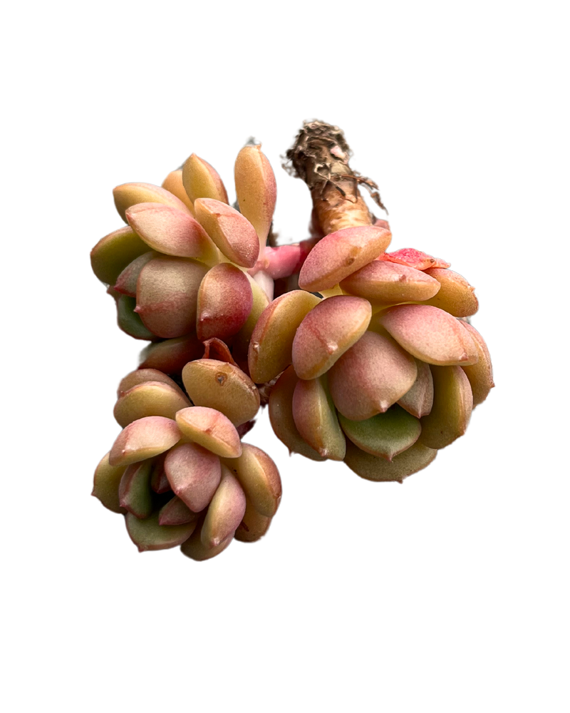 Echeveria Tores