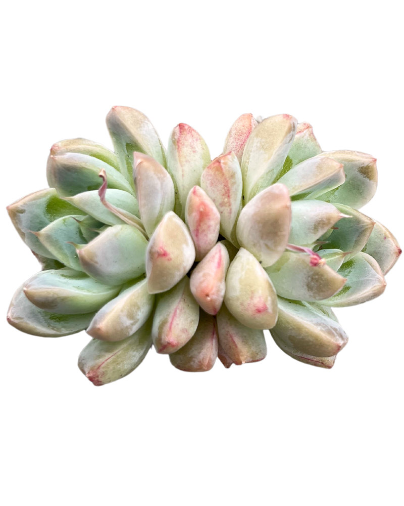 Echeveria Alba beauty