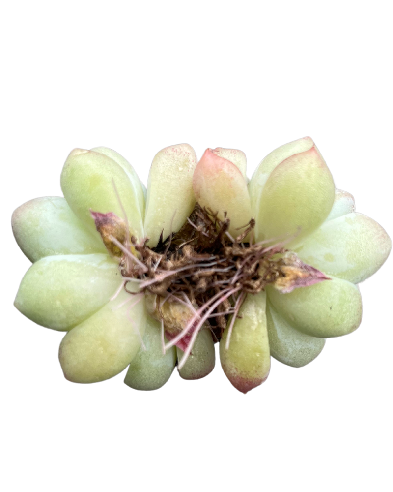 Echeveria Alba beauty Toronto's 5-star Bestseller nursery store selected local & Korean rare succulents; houseplants, indoor plants, selected handmade planters with a drainage hole, pots, bonsai pots, produced by ourselves, wholesale.