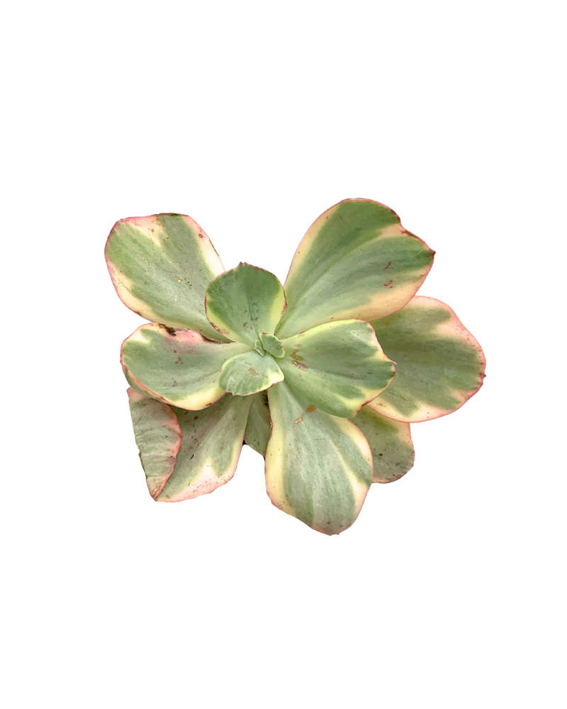 Echeveria Angel Wing Var.