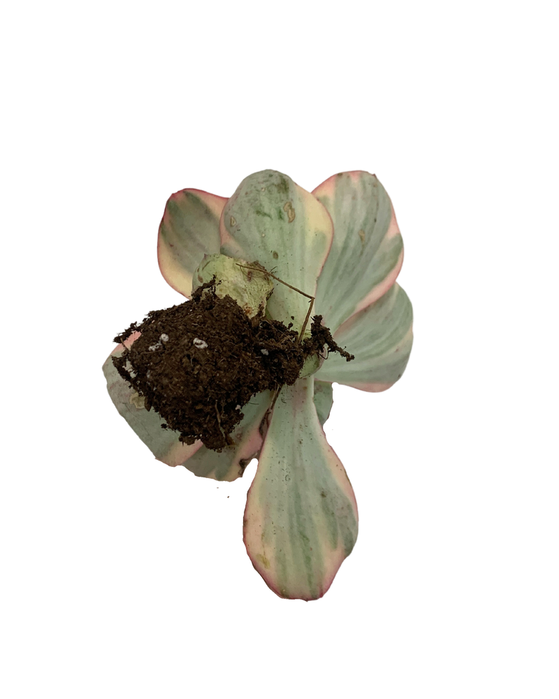 Echeveria Angel Wing Var.