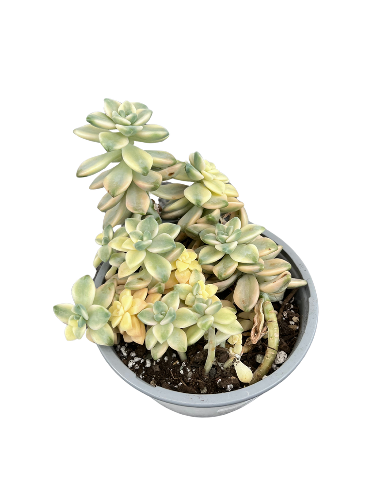 Graptoveria Titubans/Apricot Variegated