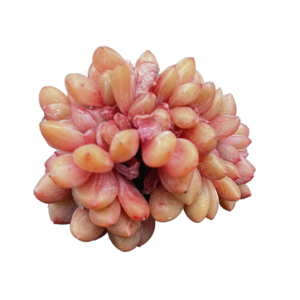 Echeveria Ariel