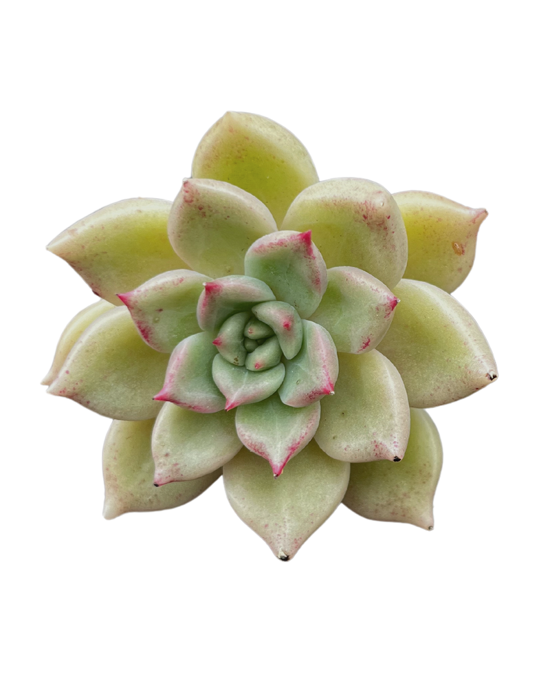 Echeveria Arje