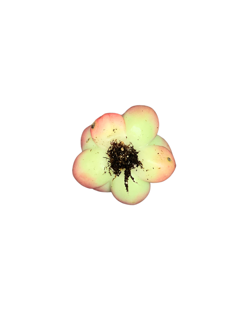 Echeveria Armstrong