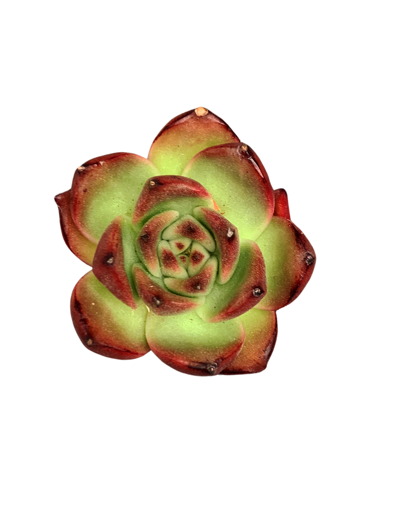Echeveria Armstrong