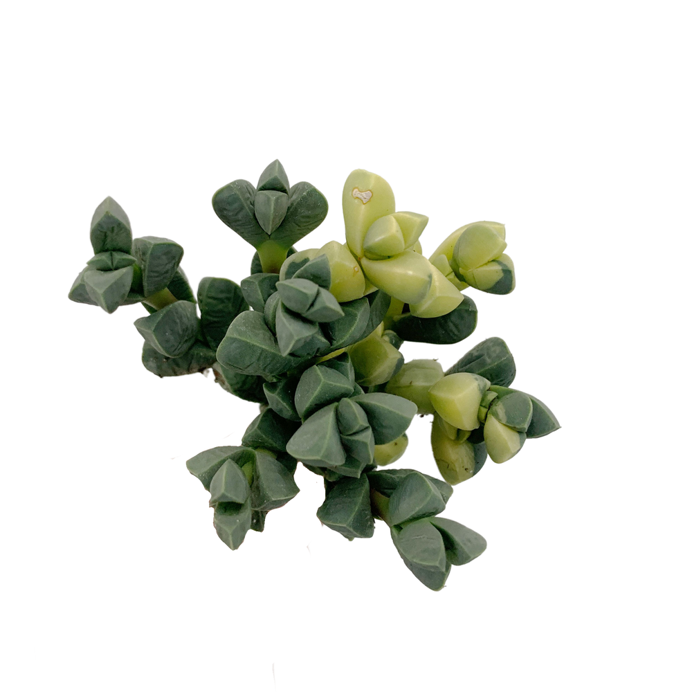 Astridi Avelutina Var.