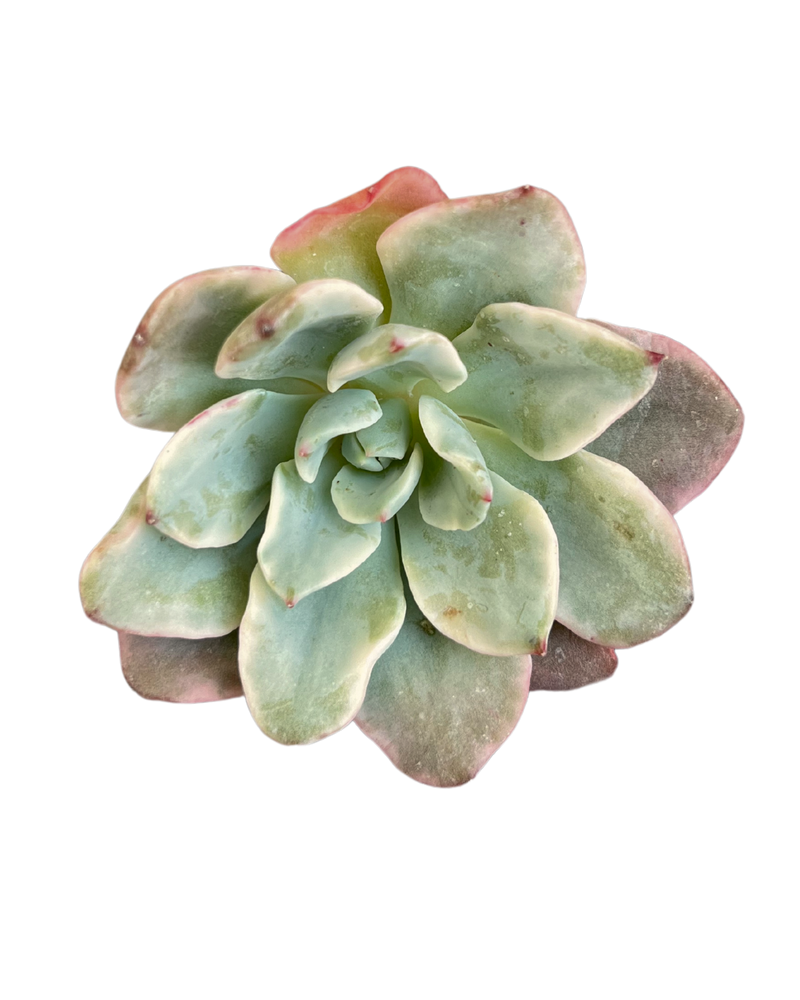 Echeveria Atlantis Var.