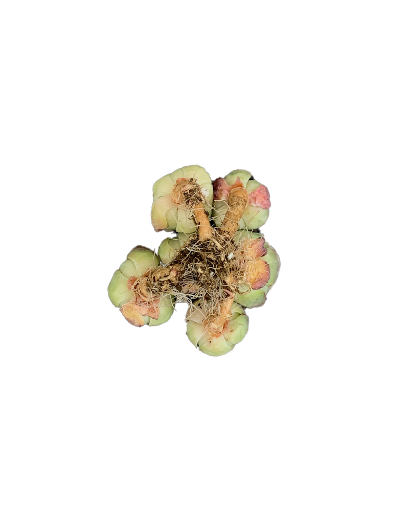 Echeveria Atlantis