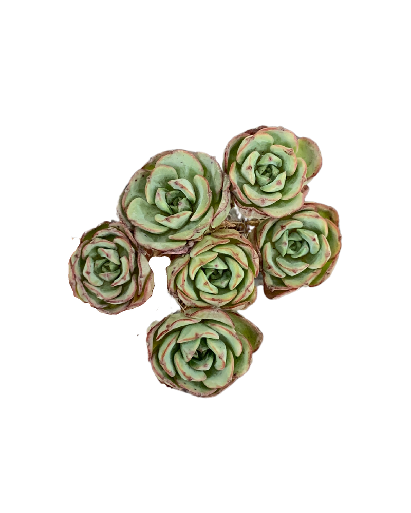 Echeveria Atlantis