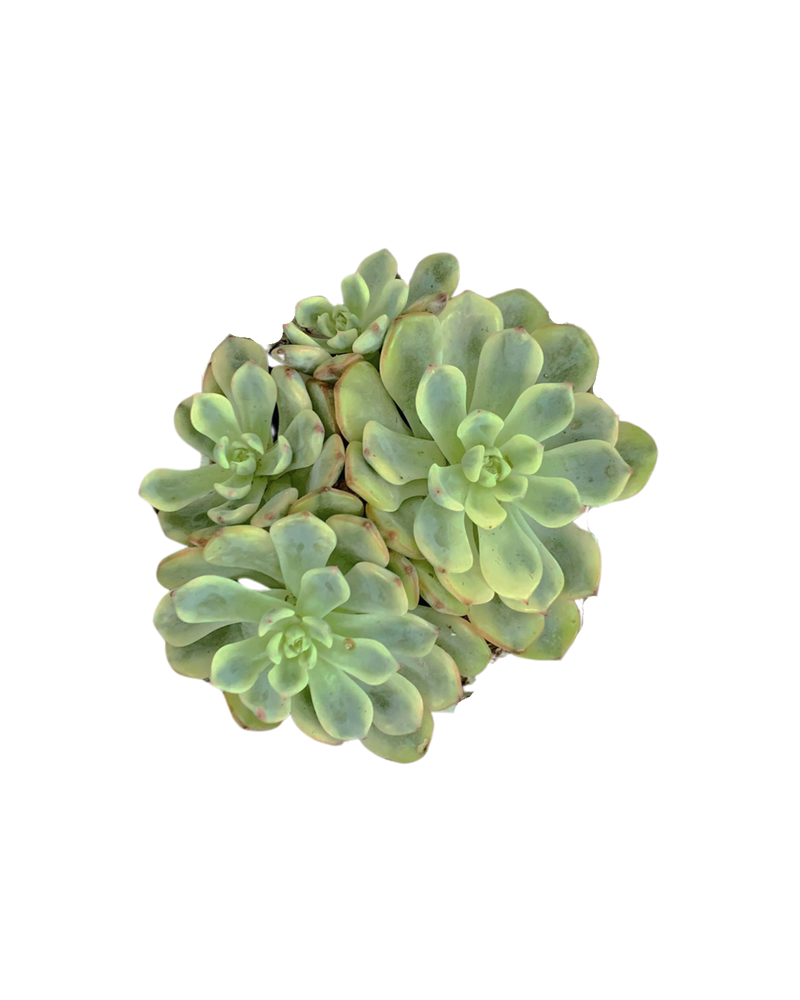 Echeveria Blue Minima var. Cluster