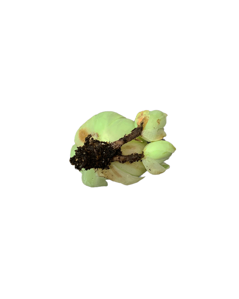 Greenovia Aureum Var.