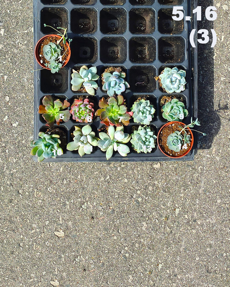 5.16 (3) Baby/Small Local Succulents (1-100)