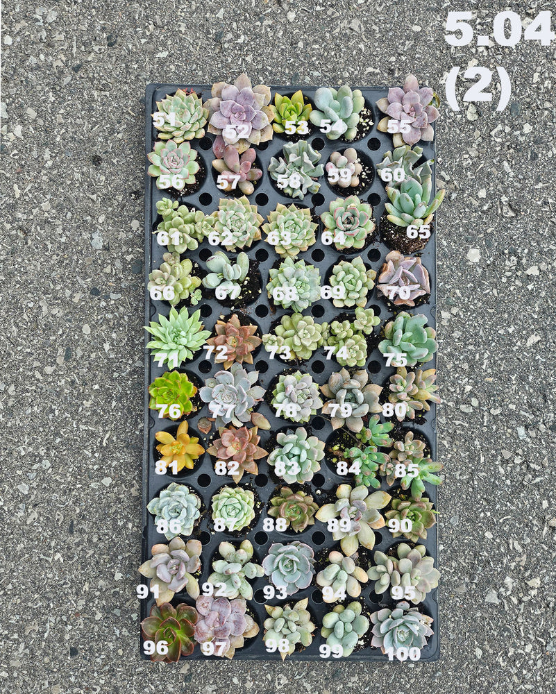 5.04 (1)(2) Baby/Small Local Succulents (1-100)