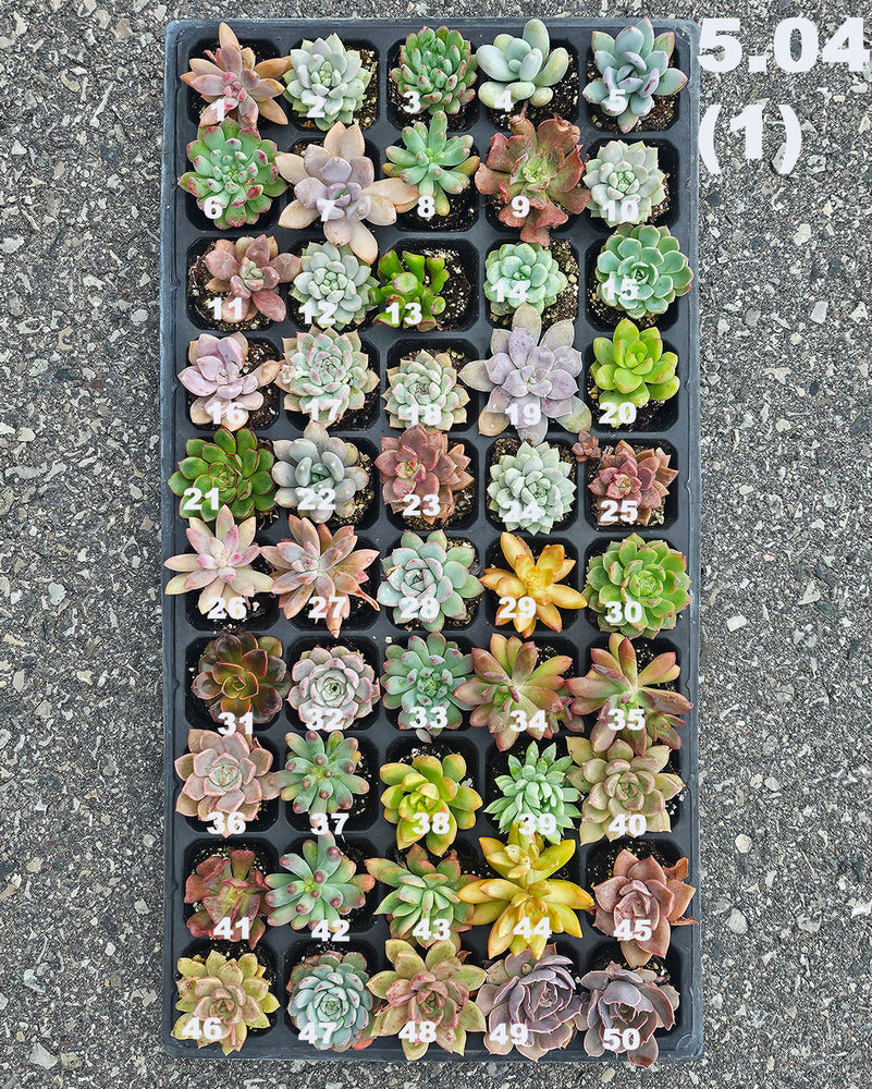 5.04 (1)(2) Baby/Small Local Succulents (1-100) (Copy)