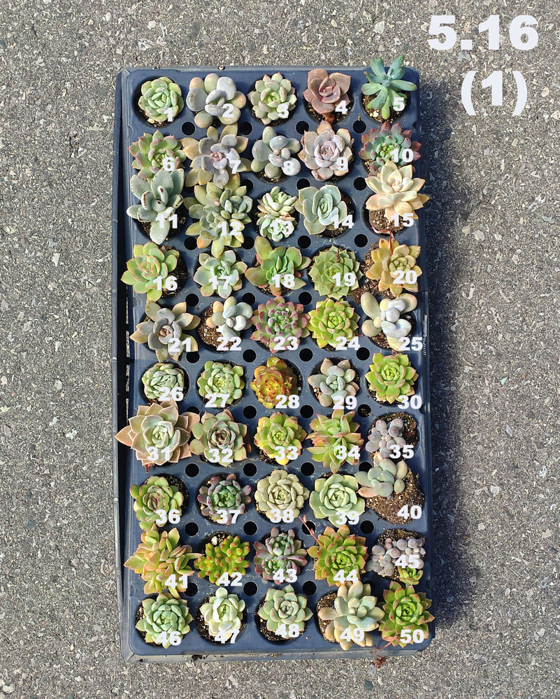 5.16 (1)(2) Baby/Small Local Succulents (1-100)