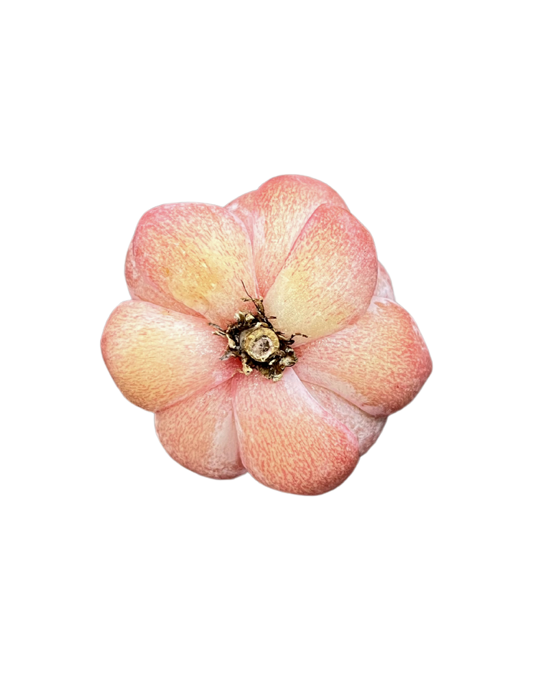 
                
                    Load image into Gallery viewer, Echeveria Pink Lipstick
                
            