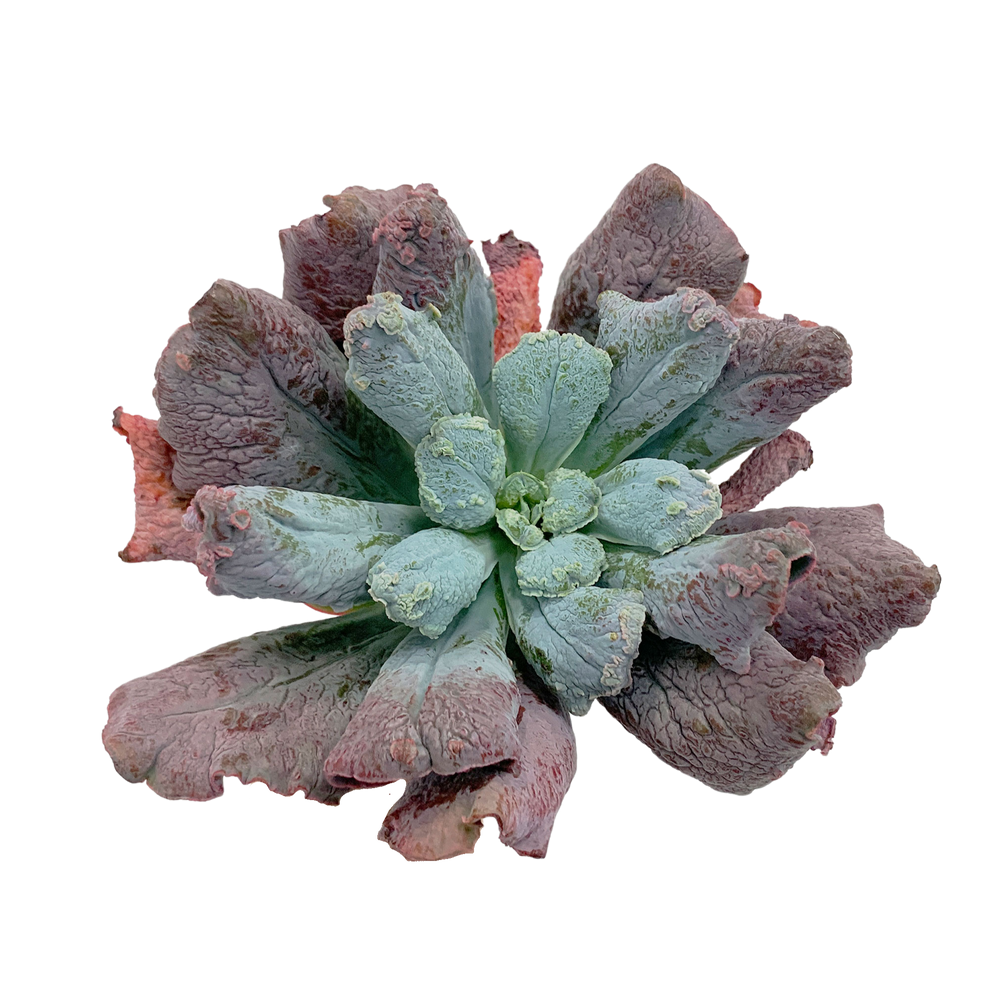 Echeveria Nicholas