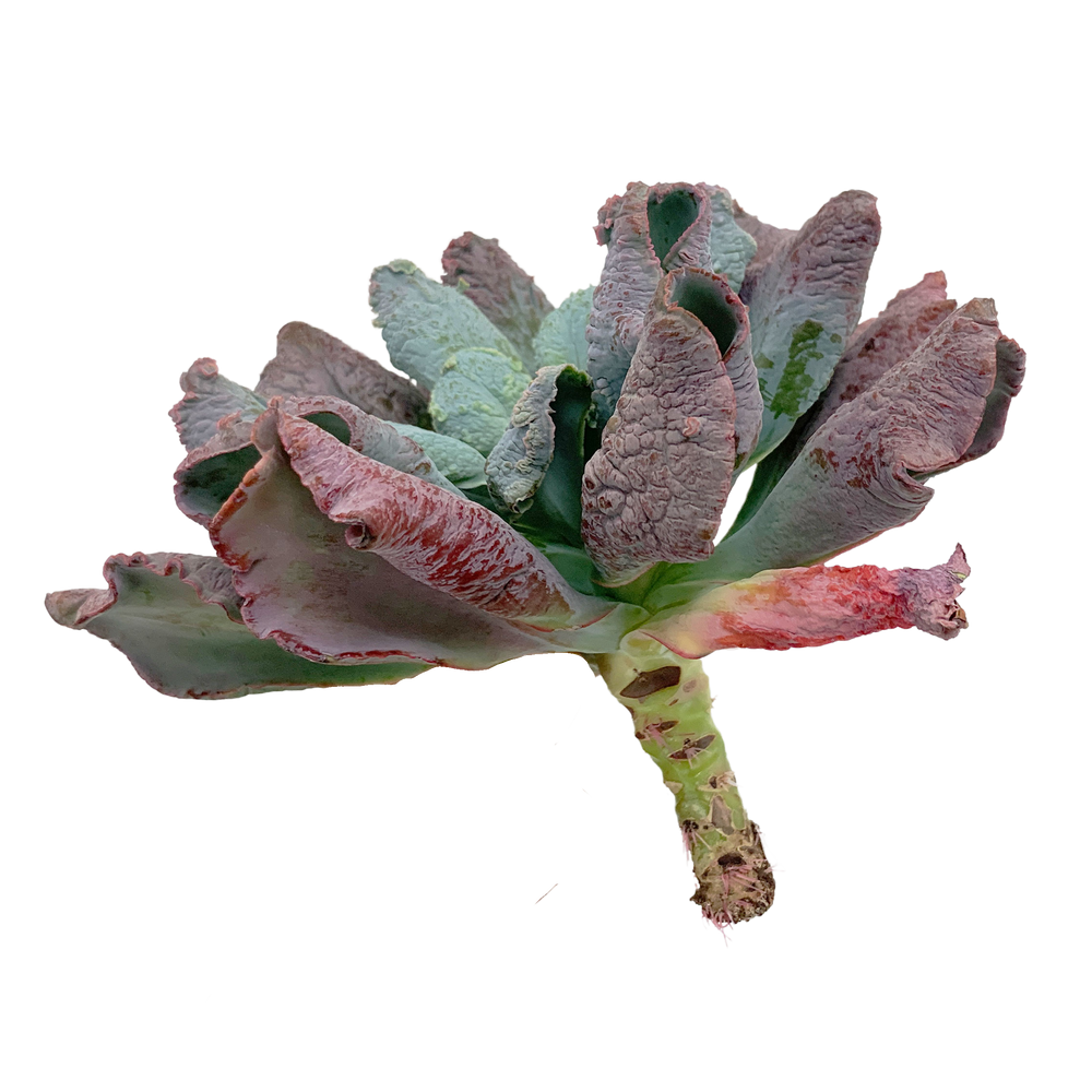 
                
                    Load image into Gallery viewer, Echeveria Nicholas
                
            
