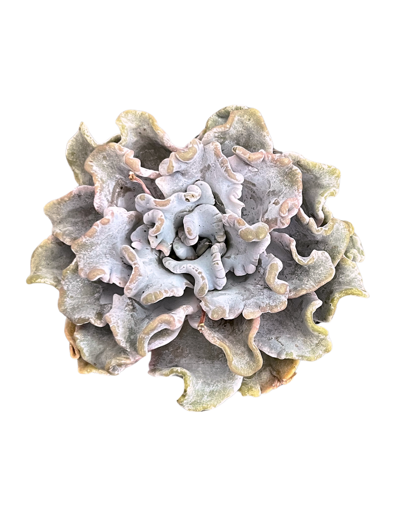 Echeveria Crispate Beauty