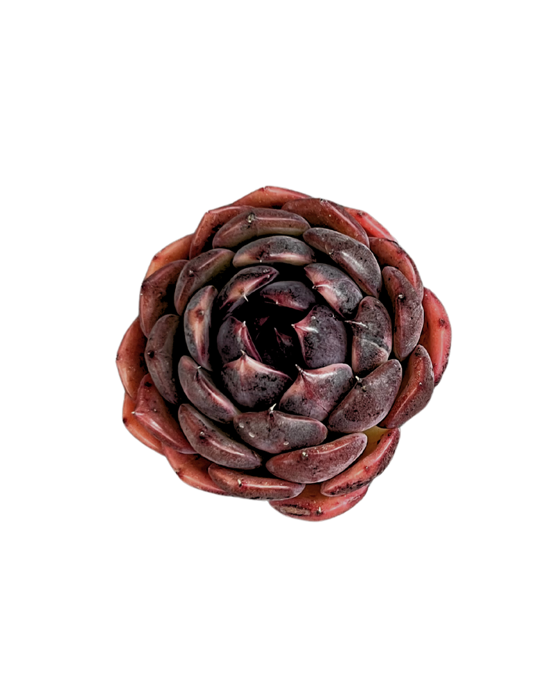 Echeveria Black Queen