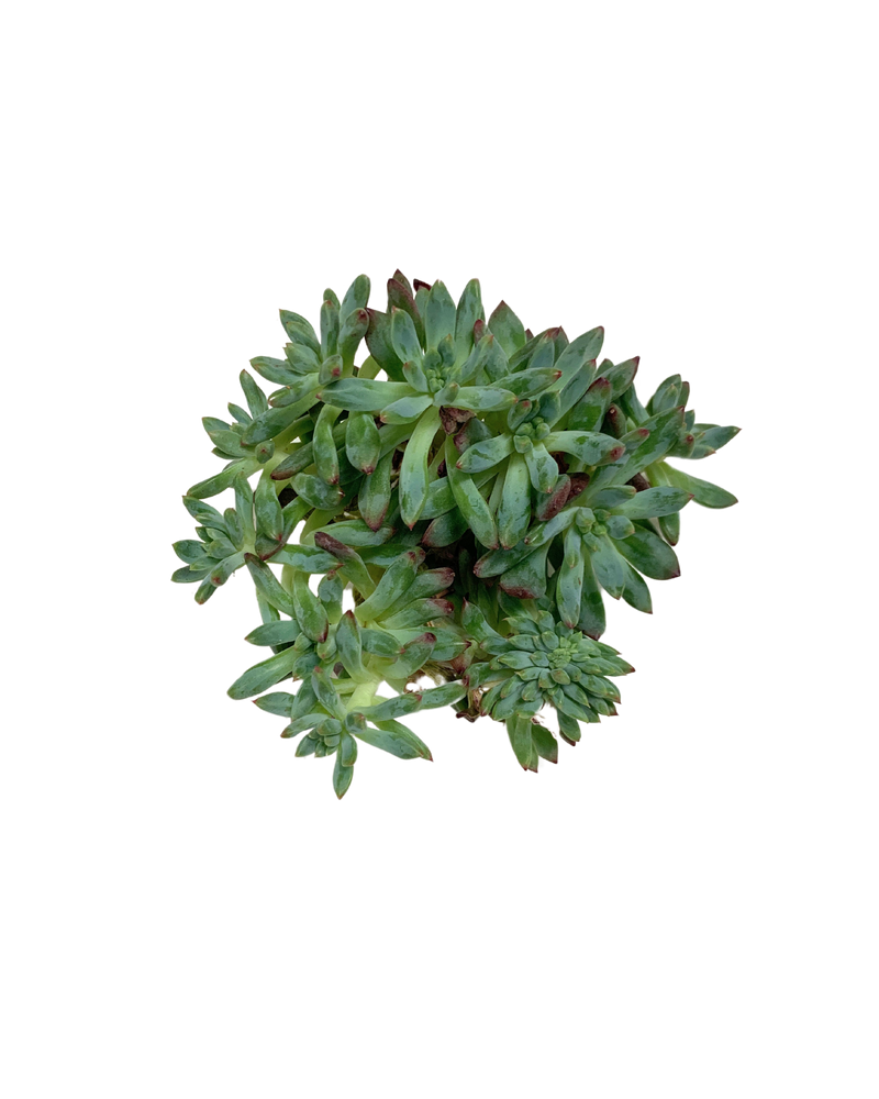 Echeveria Blue Apple Cristata